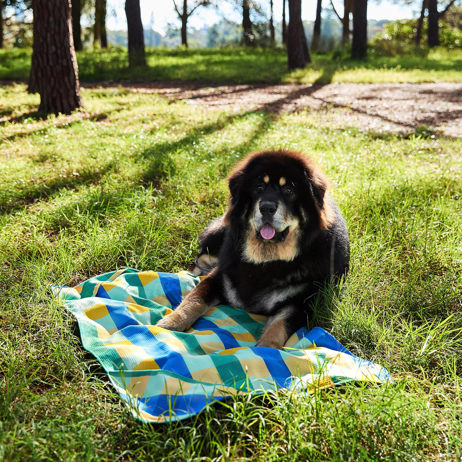 Dock & Bay Dog Towel - Puppy Plaid - Image 7