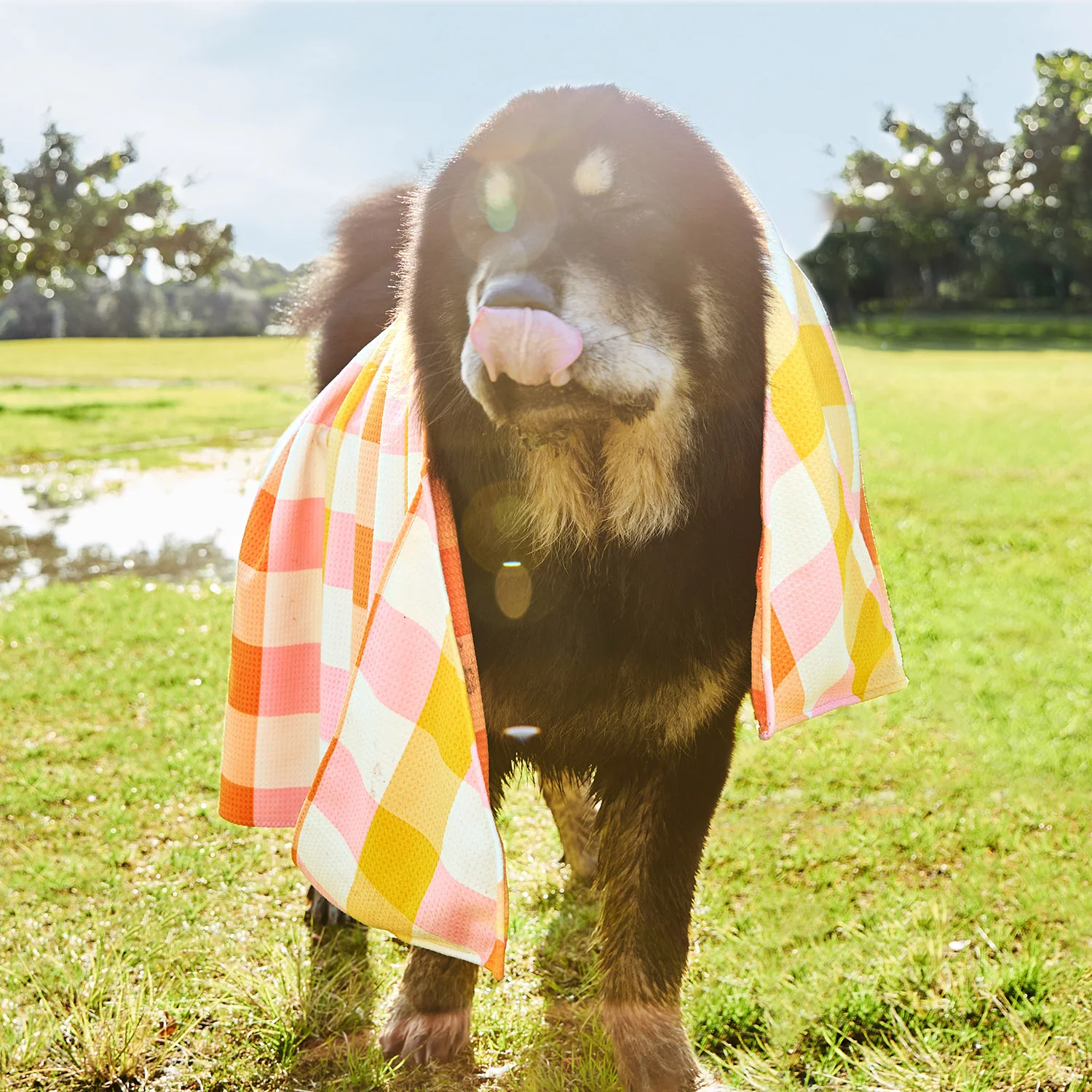 Dock & Bay Dog Towel - Rhubark & Custard - Image 4
