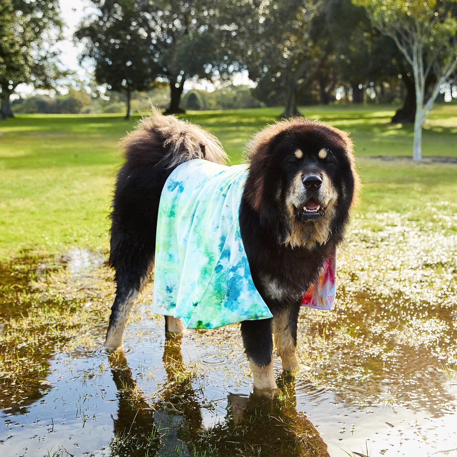 Dock & Bay Dog Towel - Sunset Splash - Image 6